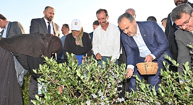 Yaban mersininde hasat bereketi