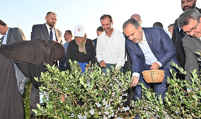 Yaban mersininde hasat bereketi