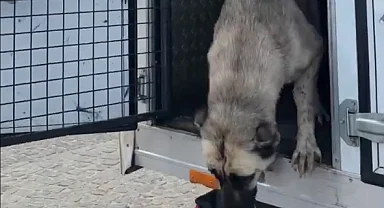 Mudanya'da ‘köpeklerin uyutulduğu’ iddialarına videolu yanıt