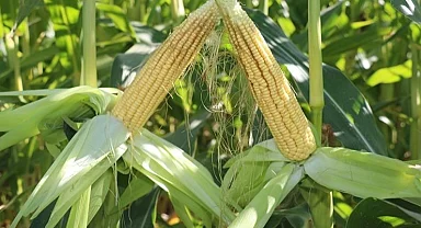 TİGEM’den 4 bin 500 ton silajlık mısır ihalesi